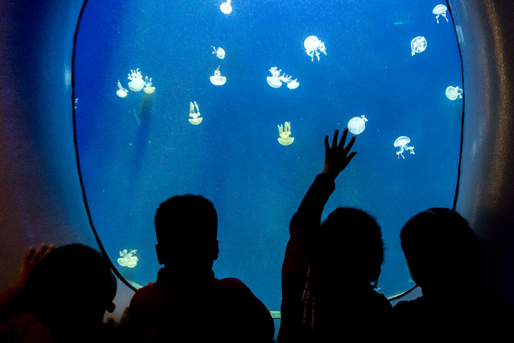 Kids watching the jellyfish at the Atlanta Aquarium