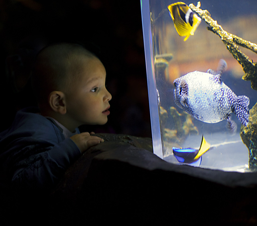 kid & aquarium