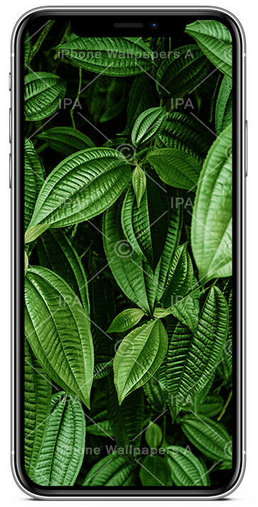 leaves wallpapers iphone