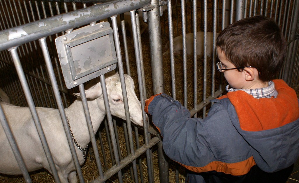 صور اطفال Poking the Goat